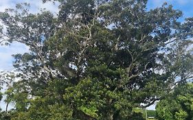 Cedia At Byron Bay Hinterland